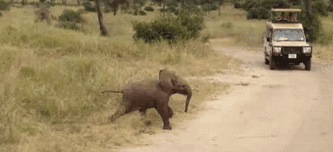 adopted baby elephant funny