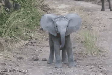 adopted baby elephant gif