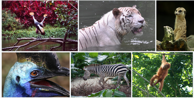 visiting singapore zoo